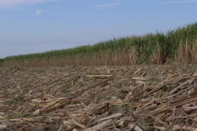 La cosecha en verde y el manejo del RAC es el camino a transitar por la actividad azucarera