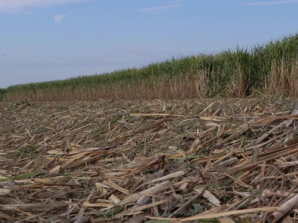 BENEFICIOS. Cuando se mantiene la cobertura de RAC se aporta materia orgánica al agroecosistema, favoreciendo el reciclado de nutrientes, mejorando las condiciones de fertilidad del suelo y beneficiando a toda la producción. LA GACETA 
