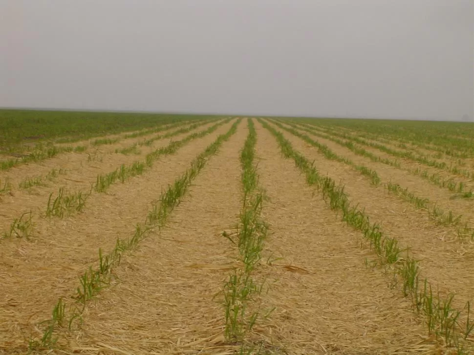 2013. Conservar el RCA es una estrategia para planificar la campaña. 