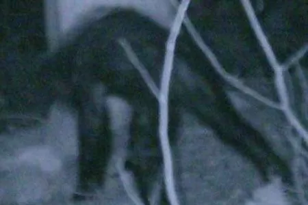 ATROPELLADO. El hombre recibió dos impactos. FOTO TOMADA DE RPP.COM.PE