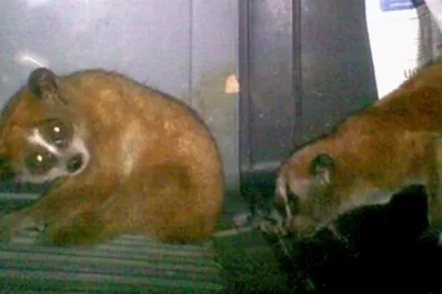 Detienen un hombre que intentaba pasar con un mono en el calzoncillo