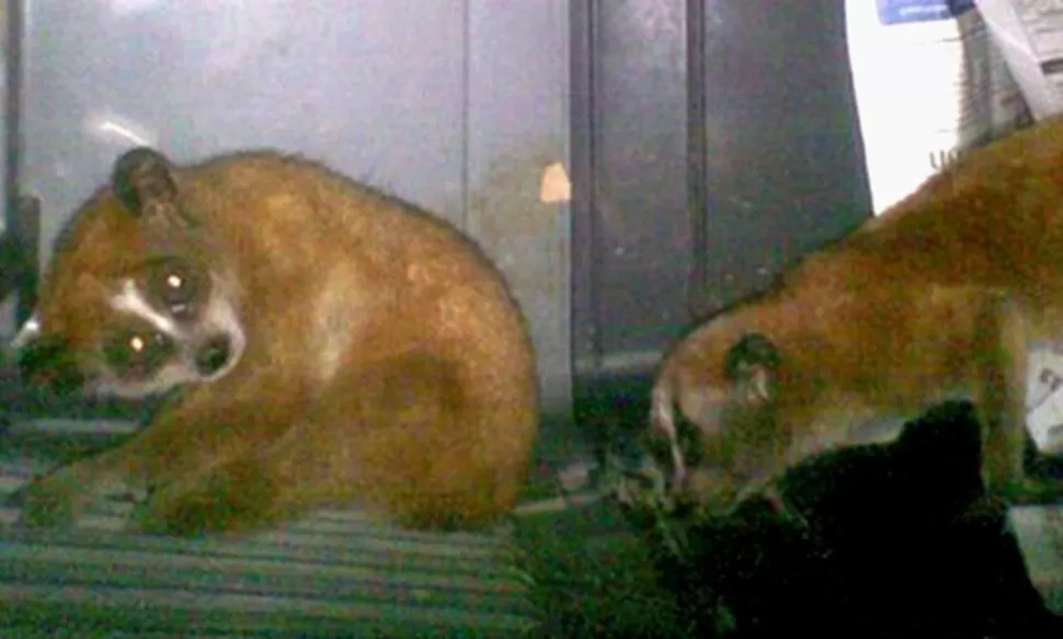 ESPECIE BUSCADA. Los loris son nativos de India y de Sri Lanka, y se regalan como mascota. FOTO TOMADA DE BBC.CO.UK