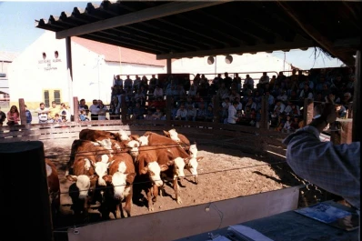 La ganadera presenta ejemplares de las mejores razas