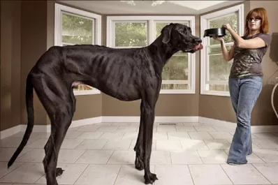 Increíbles fotos de los récords Guinnes 2013