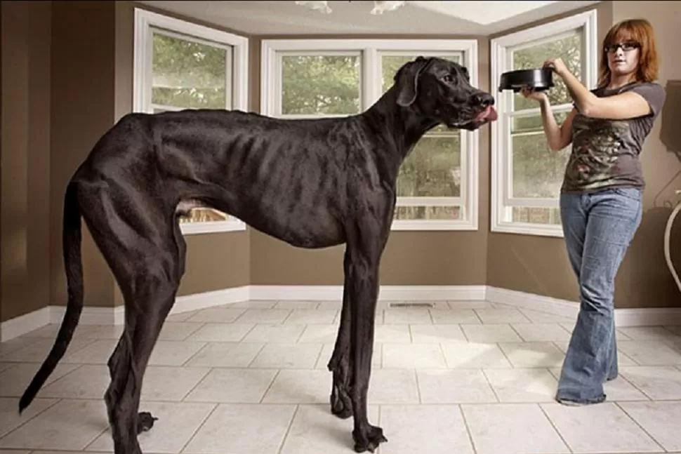 GRANDOTE. Zeus es el perro más alto del mundo. 