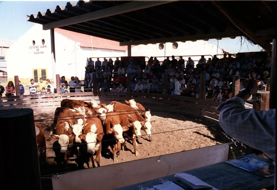BUENA GENÉTICA. Como en 2011, se rematarán excelentes ejemplares. LA GACETA / FOTO DE DANIEL VACA 
