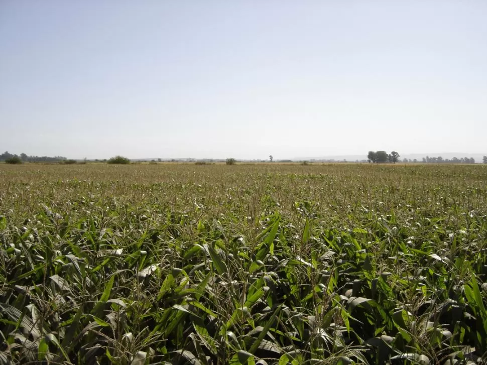 PROBLEMAS. Los productores están preocupados porque en los silos aún hay maíces sin vender, se aproxima una nueva campaña y hay indefiniciones. LA GACETA / ARCHIVO
