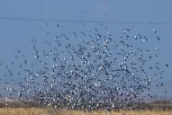 Hay que determinar los daños antes de actuar