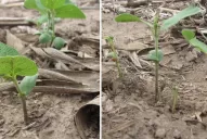 Estudian el comportamiento para actuar correctamente en su control