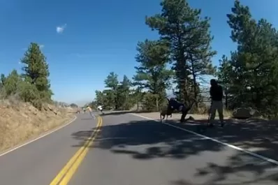 Un ciervo apareció de la nada e hizo caer a un skater en plena carrera
