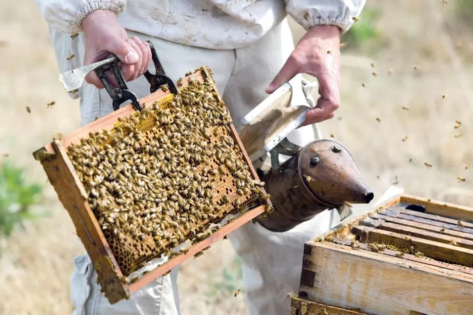 EFICIENCIA Y MERCADOS. Los productores respetan el manejo artesanal en las colmenas, pero incorporaron alguna tecnología y estrategias de mercado.