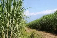 Disminuyó un 17% el área maicera en el territorio provincial