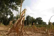 La escasa acumulación de agua también afectó a los campos