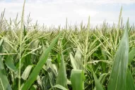 Resaltan el aporte del maíz a la sustentabilidad del sistema y al rendimiento de otros cultivos