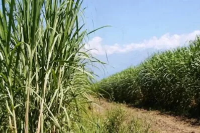 Disminuyó un 17% el área maicera en el territorio provincial