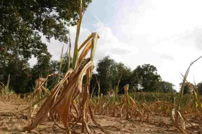 La escasa acumulación de agua también afectó a los campos