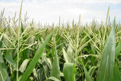 Resaltan el aporte del maíz a la sustentabilidad del sistema y al rendimiento de otros cultivos