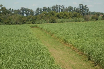 Precio de azúcar y energía, sin solución aún