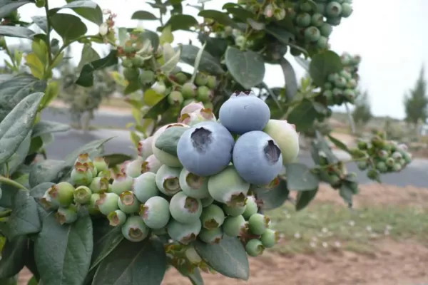 Libro sobre enfermedades en el cultivo de arándanos