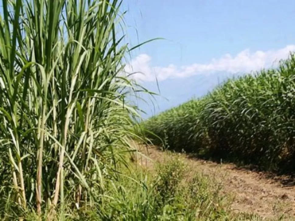 SUPERFICIES. La caña de azúcar avanzó sobre los lotes del grano. ULTRA.COM.MX