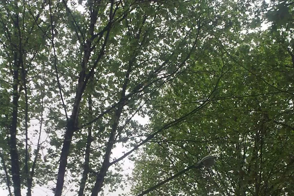 Los 'monstruos' de General Paz al 1.200