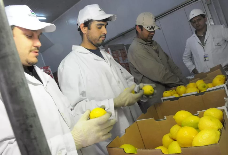 NORMAS. Los compradores piden que se usen productos autorizados en el control de plagas y enfermedades.