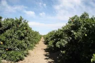Un manejo cultural apropiado limita la presencia de malezas