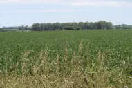 Las malas prácticas agrícolas dieron lugar a que aparecieran las malezas tolerantes a herbicidas