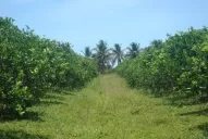 Una mayor dosis no asegura terminar con la resistencia