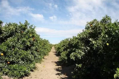 Un manejo cultural apropiado limita la presencia de malezas