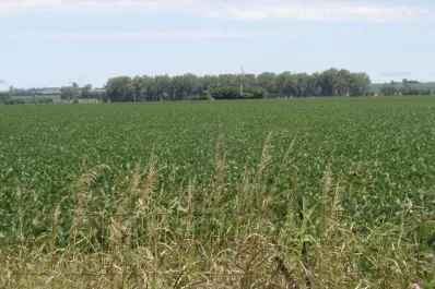 Las malas prácticas agrícolas dieron lugar a que aparecieran las malezas tolerantes a herbicidas