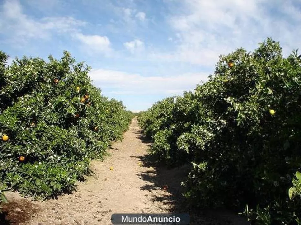 OBJETIVO. El productor busca tener las quintas sin yuyos. MUNDOANUNCIO.COM.DO