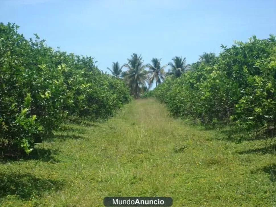 CONTROL. Usar técnicas adecuadas para combatir malezas.  MUNDOANUNCIO.COM.DO