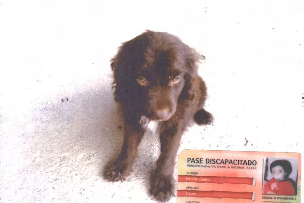 SANSON. El perrito fue robado de la casa de sus dueños. FOTO GENTILEZA DE MARÍA IBARRA.