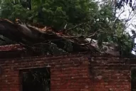 Un añoso eucaliptus destrozó una casa en Delfín Gallo