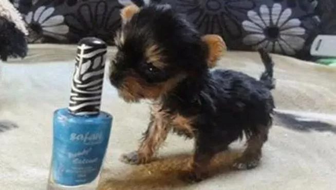 TERNURA. El perrito va por el guiness. FOTO TOMADA DE TELECINCO.ES
 