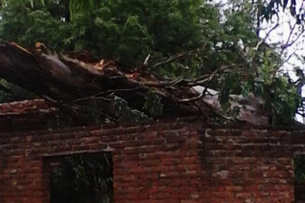 DESTROZO. El ejemplar no resistió el ambate del viento. FOTOS GENTILEZA SILVIO ESCOBAR 