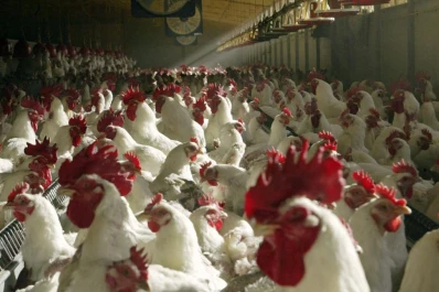 Argentina exportó más pollos que carne vacuna