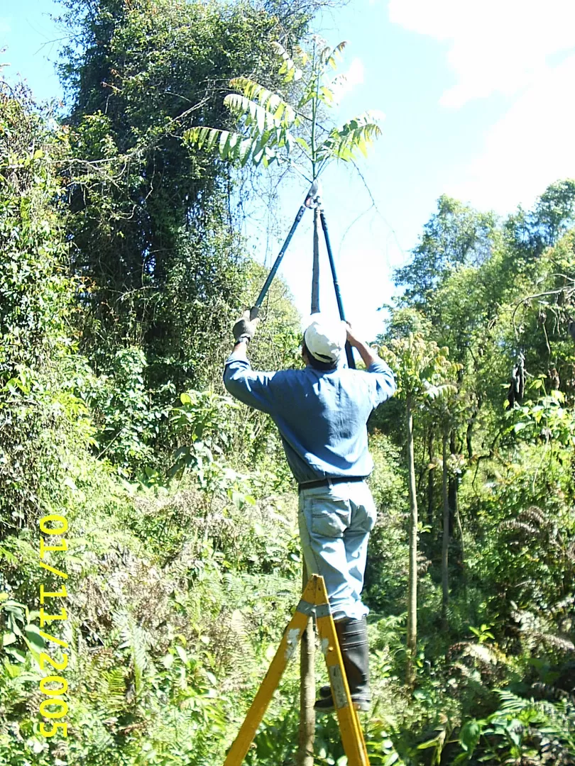 CEDRO TUCUMANO. Los árboles son podados para mejorar el crecimiento. FOTO / JORGE GONZALEZ MORENGHI