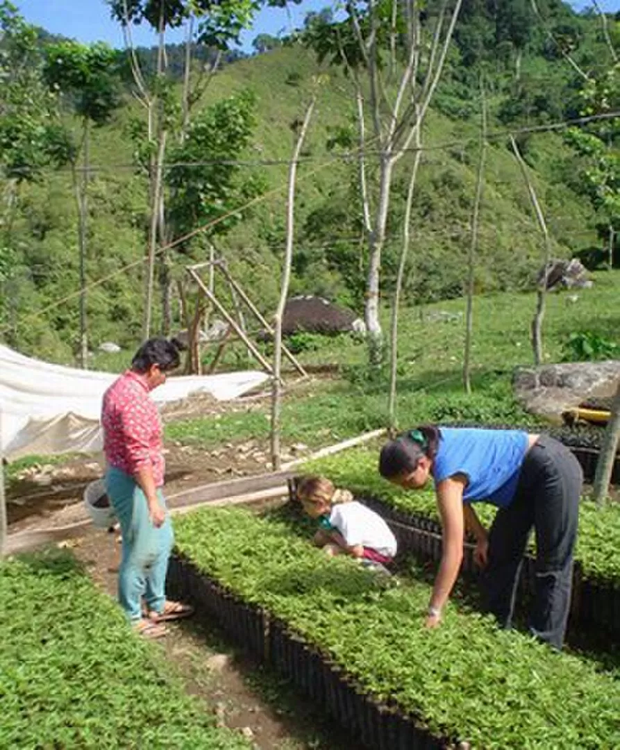 COMIENZO. Los proyectos parten de la producción de plantines. LA GACETA / ARCHIVO
