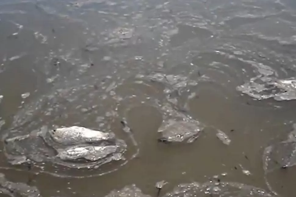 ¿OTRA VEZ? Todos los años los desechos industriales ponen el riesgo la flora y la fauna de uno de los espejos de agua más importantes de la región. CAPTURA DE VIDEO