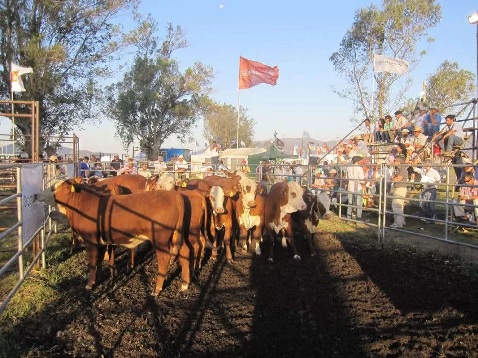 EN SALTA. Se remataron ejemplares Braford en la pista de la exposición. LA GACETA / FOTO DE DANIEL VACA