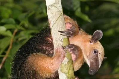 El ucumar de Salta era un osito melero