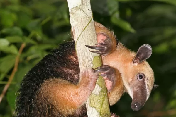 El ucumar de Salta era un osito melero