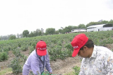 La producción y exportación de arándanos fue buena, y sorprendió el precio del mercado interno