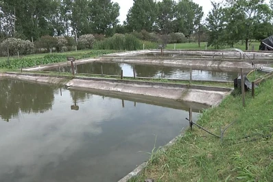 Presentarán un proyecto de ley nacional de acuicultura