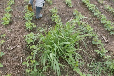 Apuestan a la rotación para contener las supermalezas