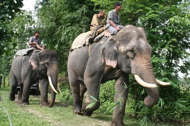 ¡CUIDADO, ELEFANTE SUELTO! Los animales rompieron tres casas en su intento de conseguir más alcohol. FOTO TOMADA DE ABC.ES