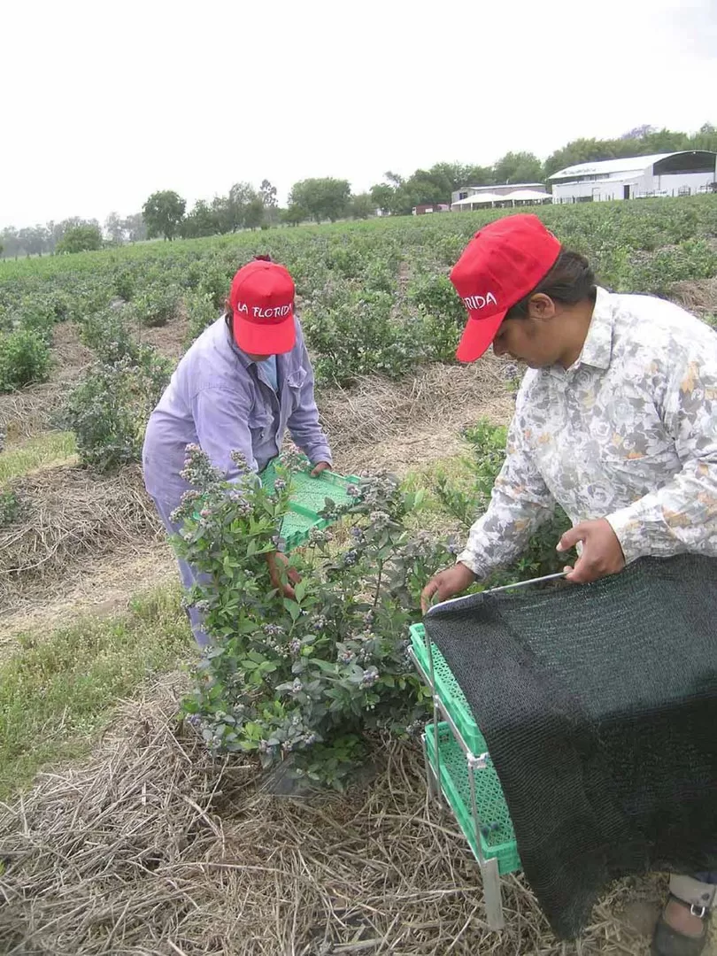 MUY CERCA DE LA INVERNADA. Las cosechadoras en plena tarea, en una de las jornadas de la campaña exportadora que está finalizando en la provincia. LA GACETA / FOTO DE OSVALDO RIPOLL