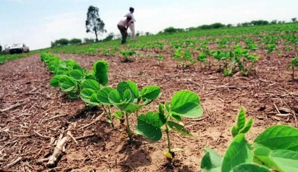 GUÍA. El INTA aconseja recorrer los lotes para determinar el nivel de humedad del suelo, ya que no llovió con la misma intensidad antes de sembrar. CUENCARURAL.COM